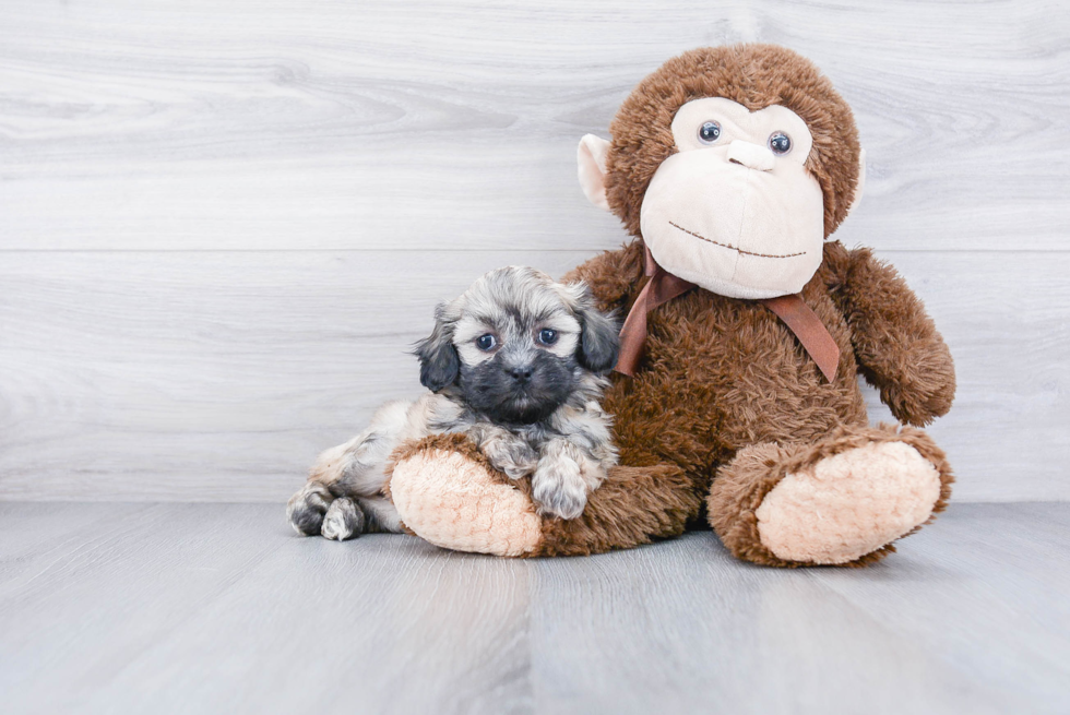 Friendly Teddy Bear Baby
