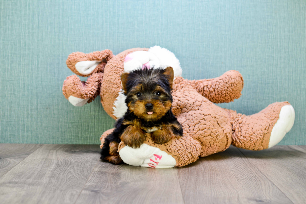 Meet Jose - our Yorkshire Terrier Puppy Photo 