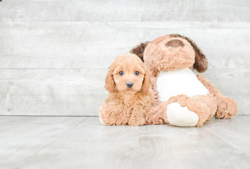 Playful Cockerpoo Poodle Mix Puppy