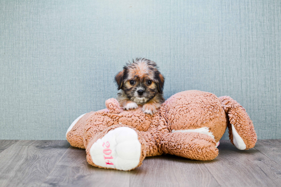 Shorkie Pup Being Cute