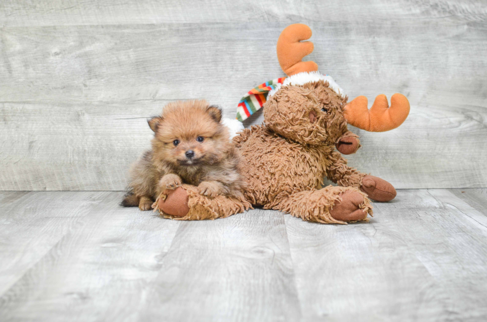 Small Pomeranian Purebred Pup