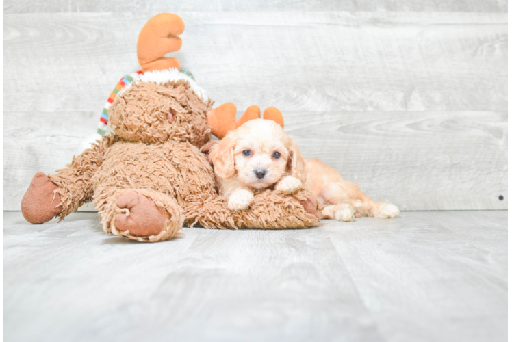 Friendly Cavachon Baby