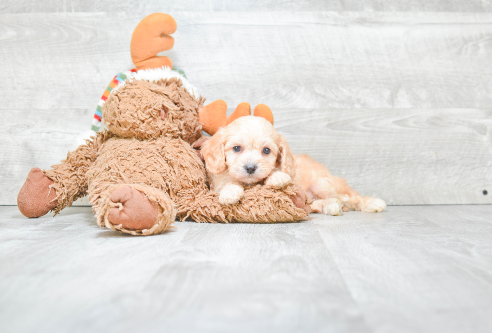 Friendly Cavachon Baby