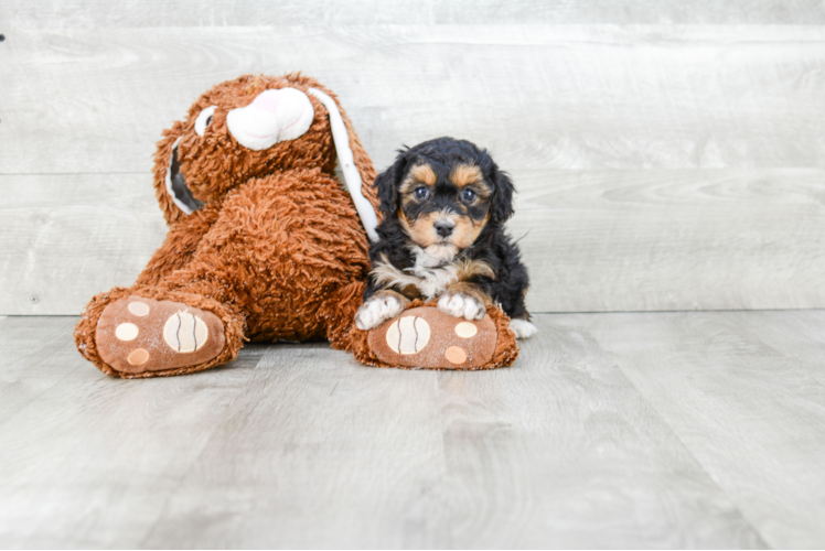 Small Havanese Baby