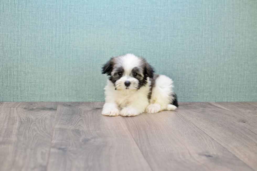 Havanese Puppy for Adoption