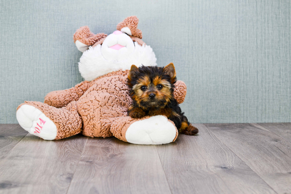 Meet Tinkerbell - our Yorkshire Terrier Puppy Photo 