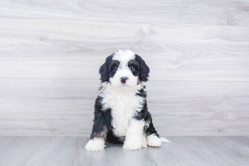 Friendly Mini Bernedoodle Baby