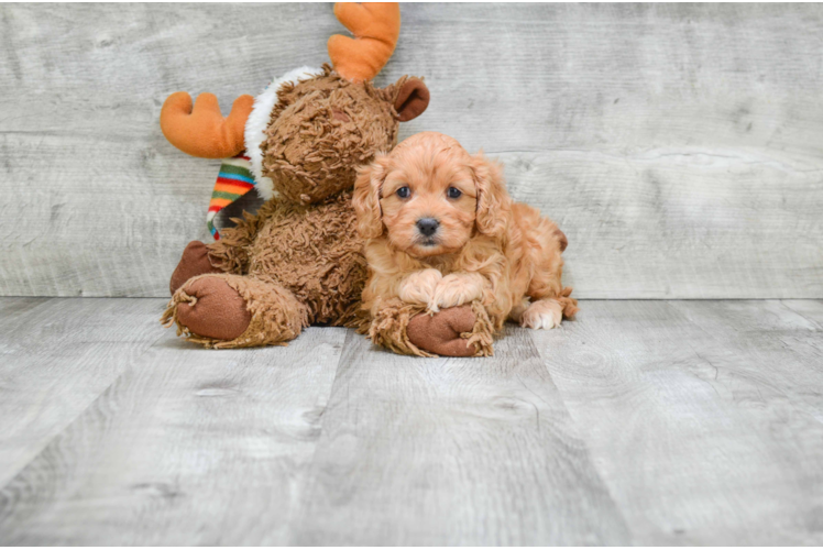 Cavapoo Puppy for Adoption