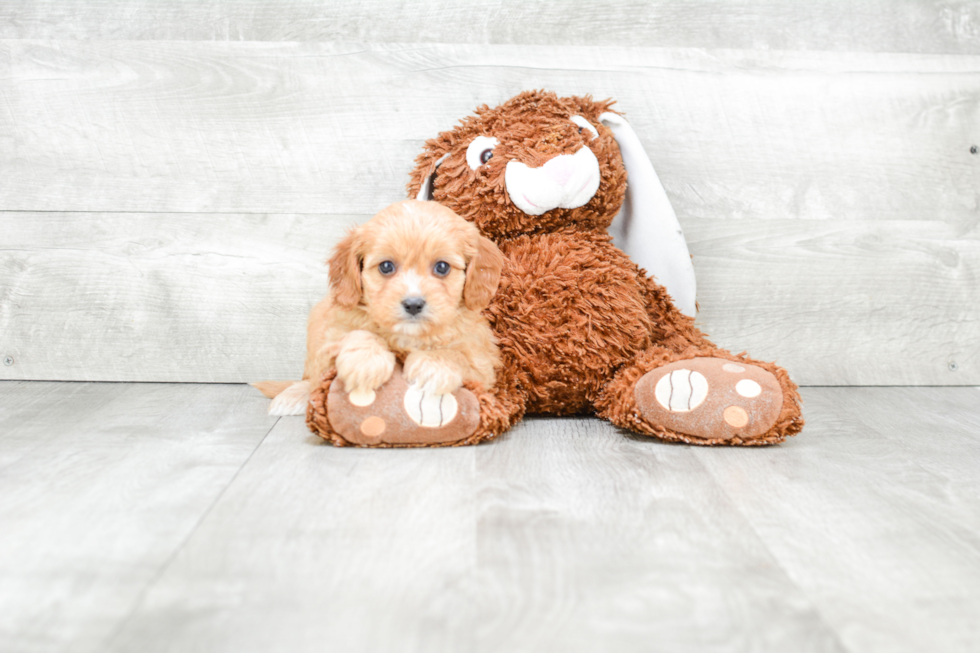 Cavapoo Pup Being Cute