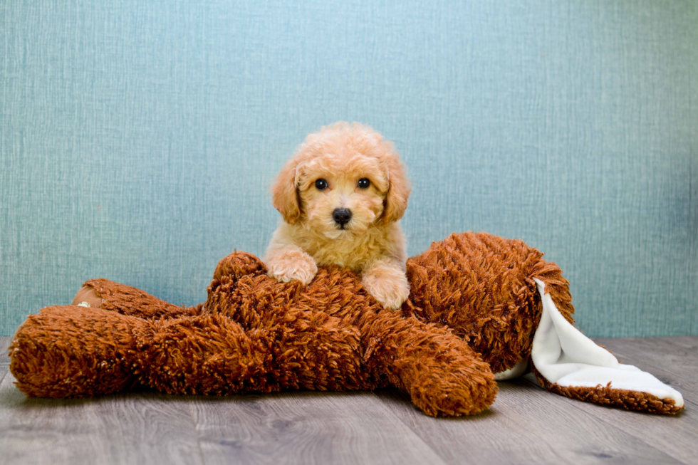 Cavapoo Pup Being Cute