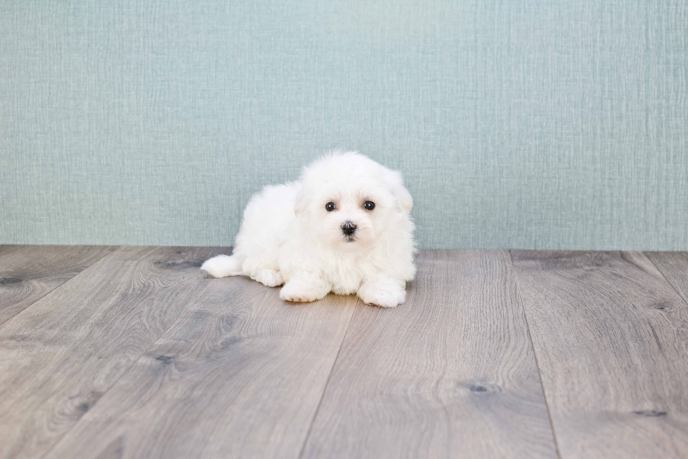 Funny Maltese Purebred Pup