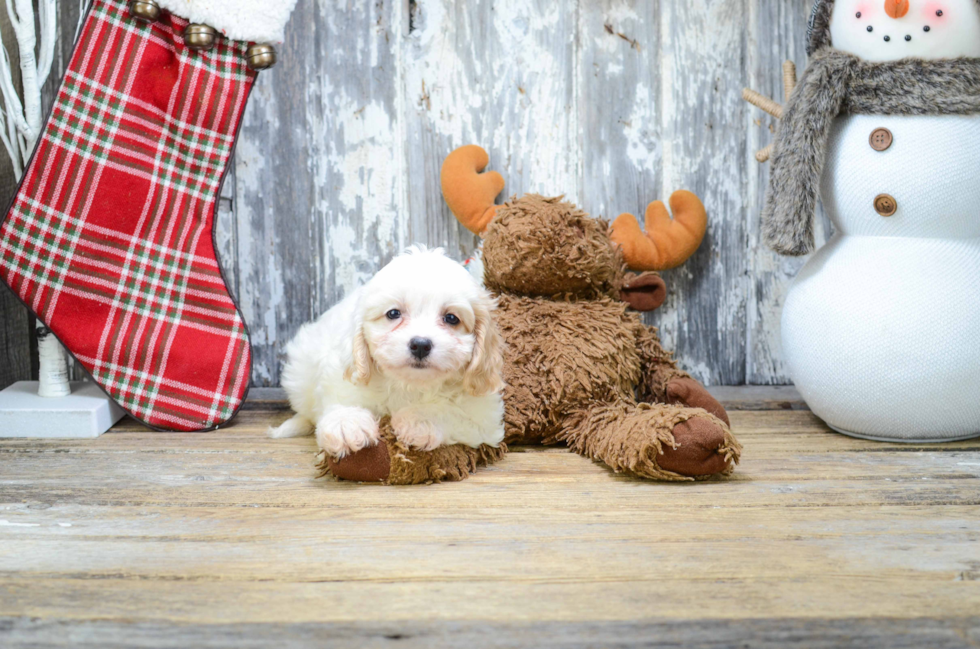 Cavachon Pup Being Cute