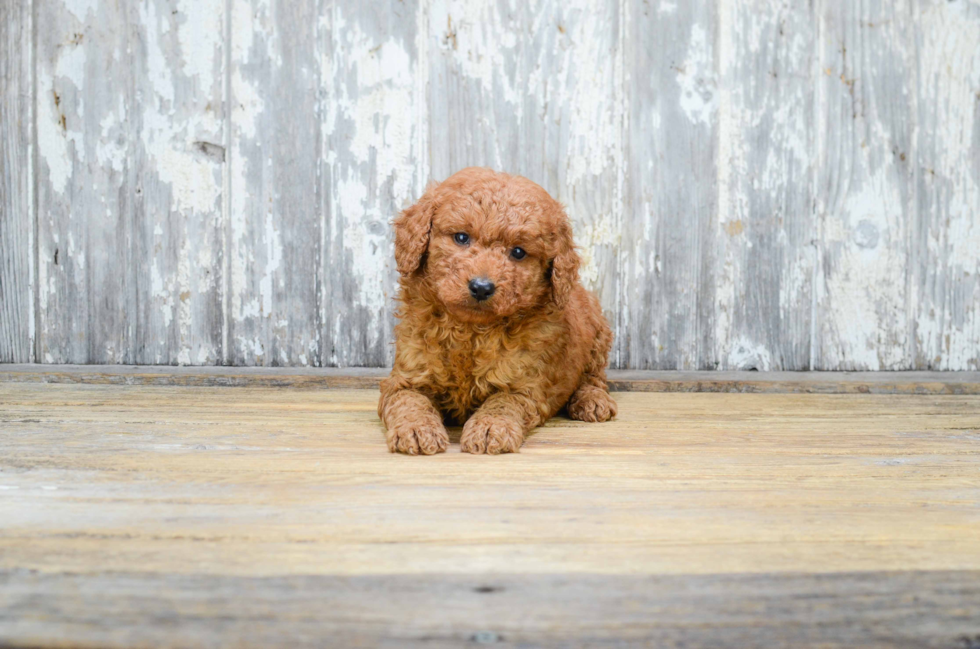 Mini Goldendoodle Pup Being Cute