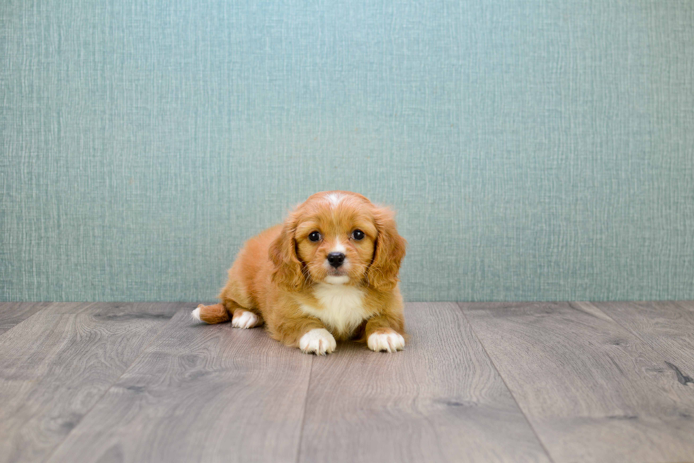 Friendly Cavachon Baby