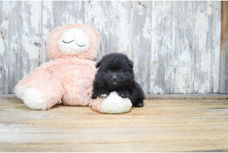 Pomeranian Puppy for Adoption