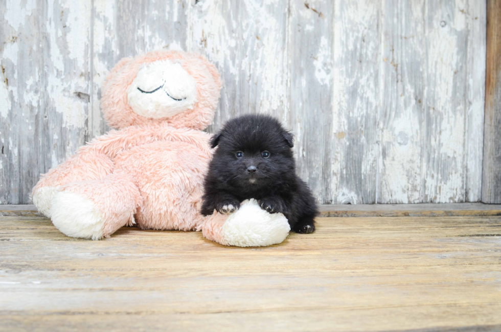 Pomeranian Puppy for Adoption