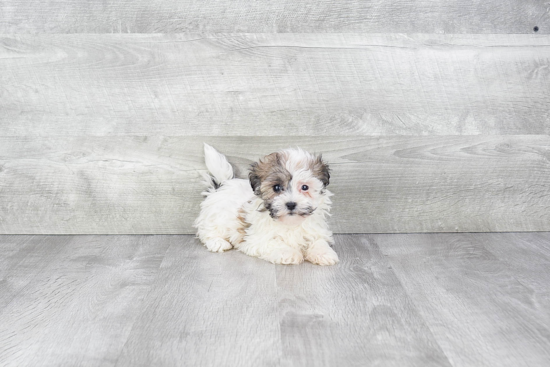 Havanese Pup Being Cute