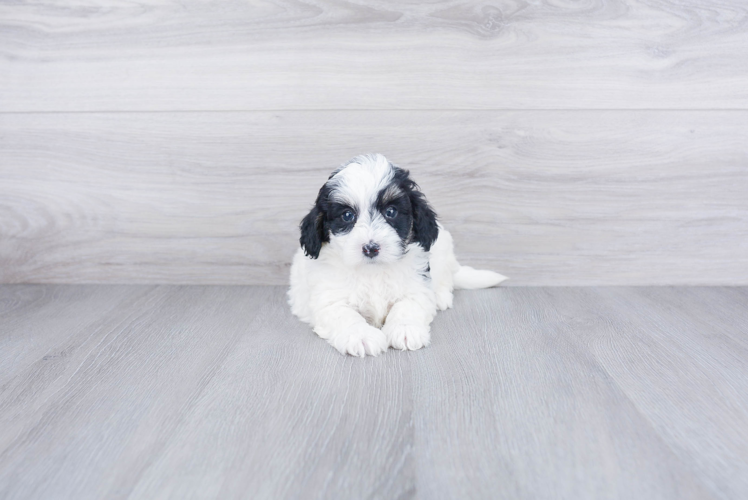 Smart Mini Bernedoodle Poodle Mix Pup