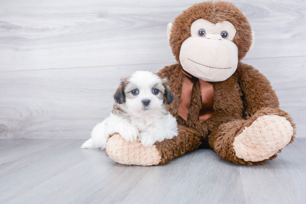 Teddy Bear Pup Being Cute