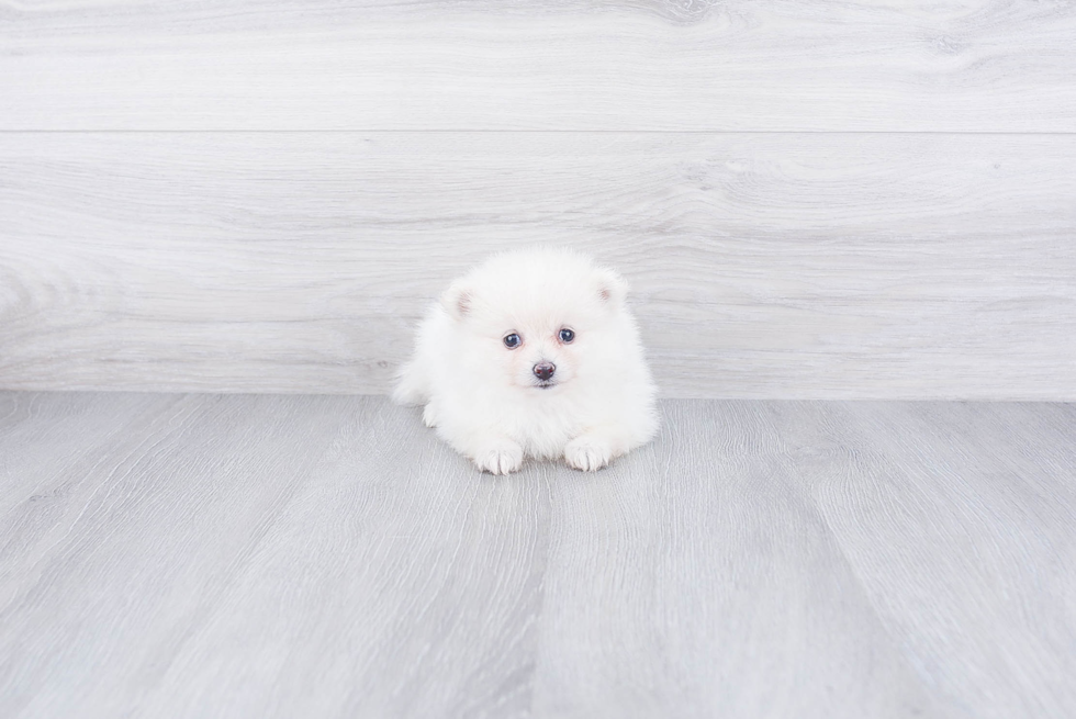 Pomeranian Pup Being Cute