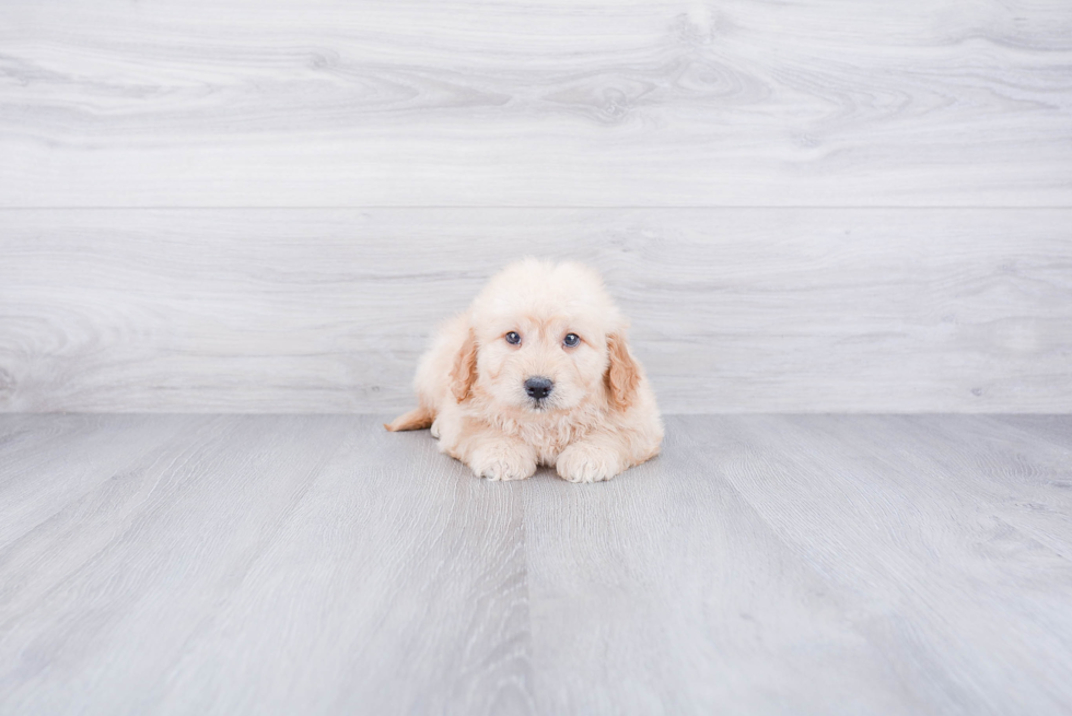 Playful Golden Retriever Poodle Mix Puppy