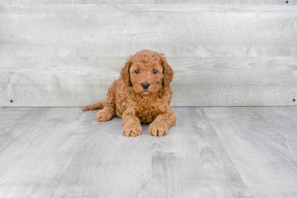 Petite Mini Goldendoodle Poodle Mix Pup