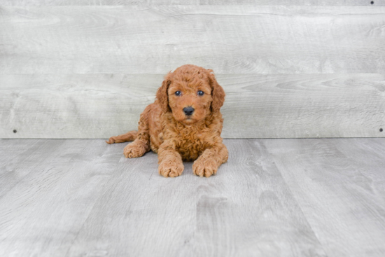 Petite Mini Goldendoodle Poodle Mix Pup