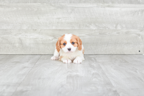 Best Cavalier King Charles Spaniel Baby