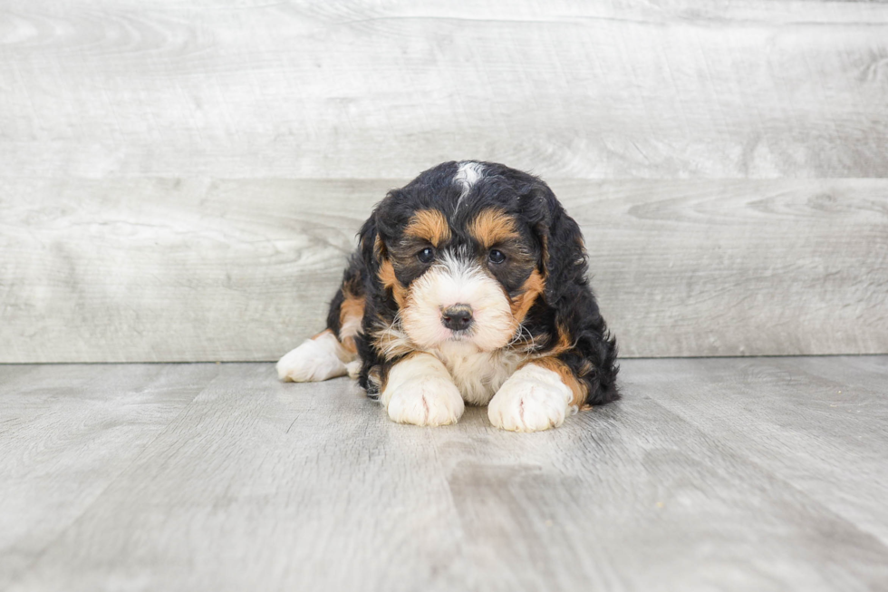 Mini Bernedoodle Pup Being Cute