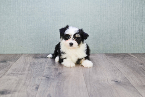 Energetic Havanese Purebred Puppy