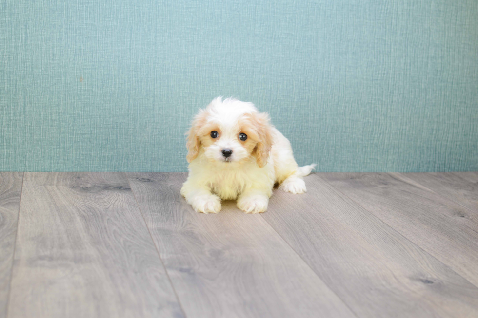 Cavachon Puppy for Adoption