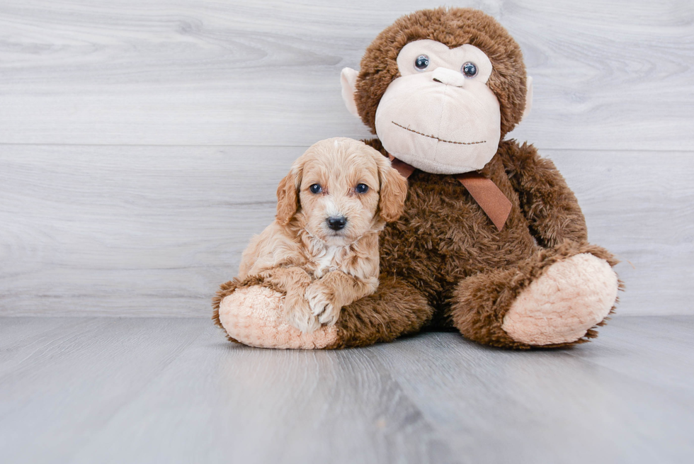 Smart Cockapoo Poodle Mix Pup