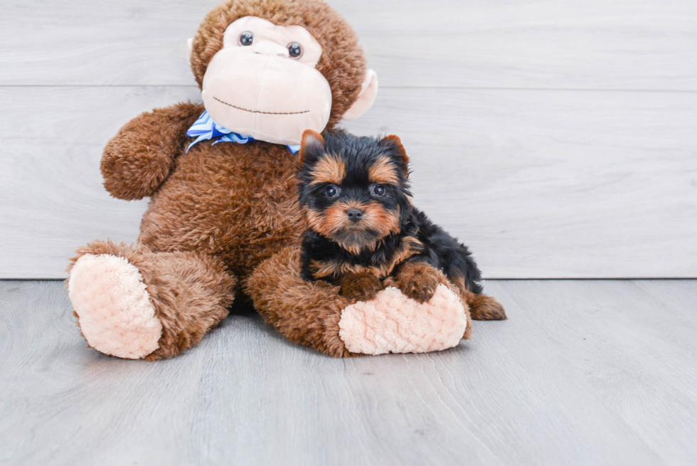 Meet Bella - our Yorkshire Terrier Puppy Photo 