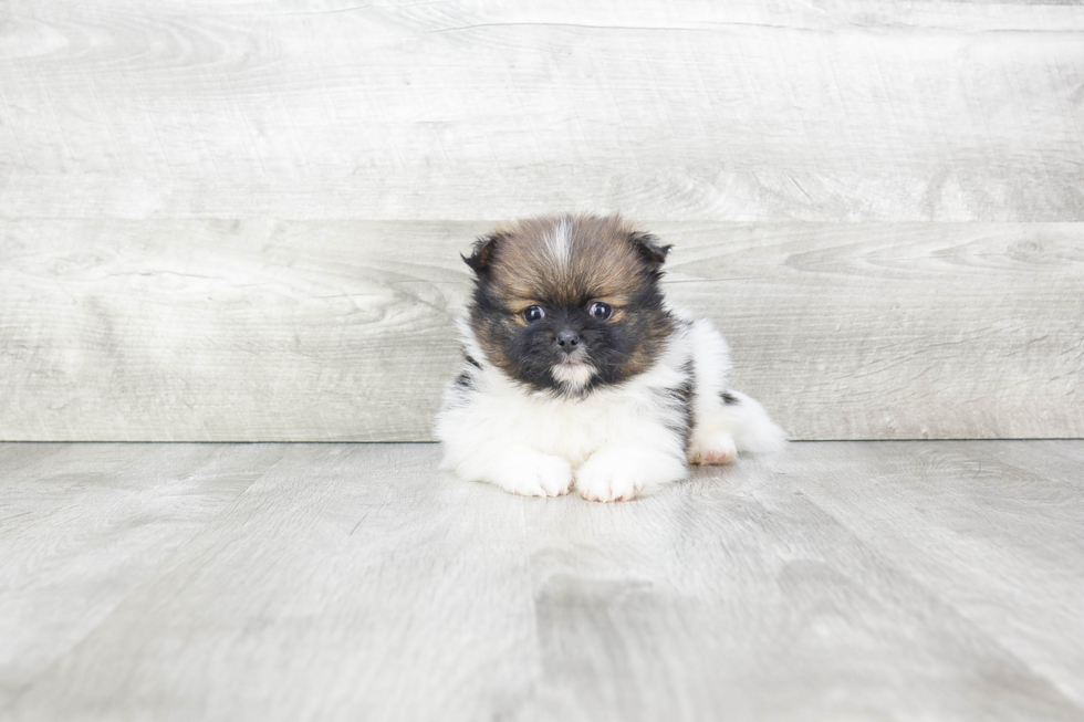 Pomeranian Puppy for Adoption