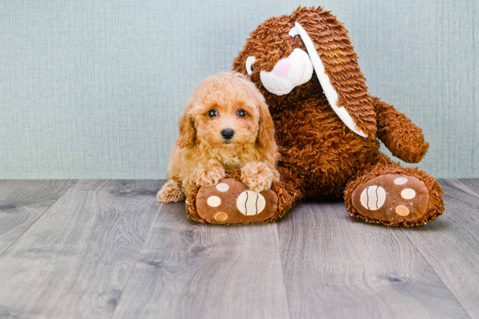 Best Maltipoo Baby