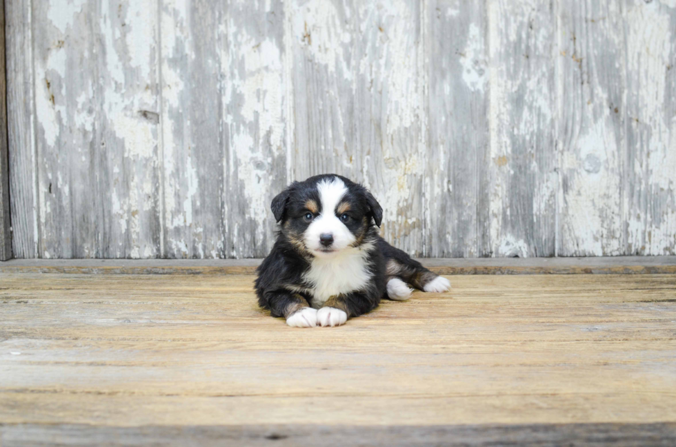 Mini Aussiedoodle Puppy for Adoption