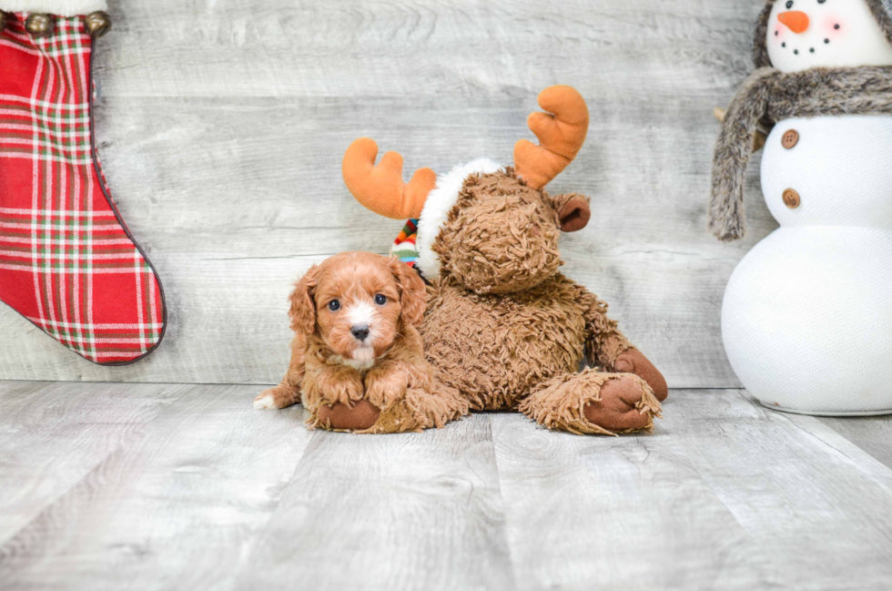 Funny Cavapoo Poodle Mix Pup