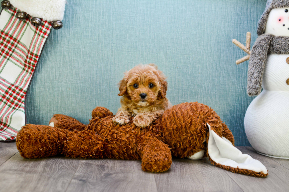 Cavapoo Pup Being Cute