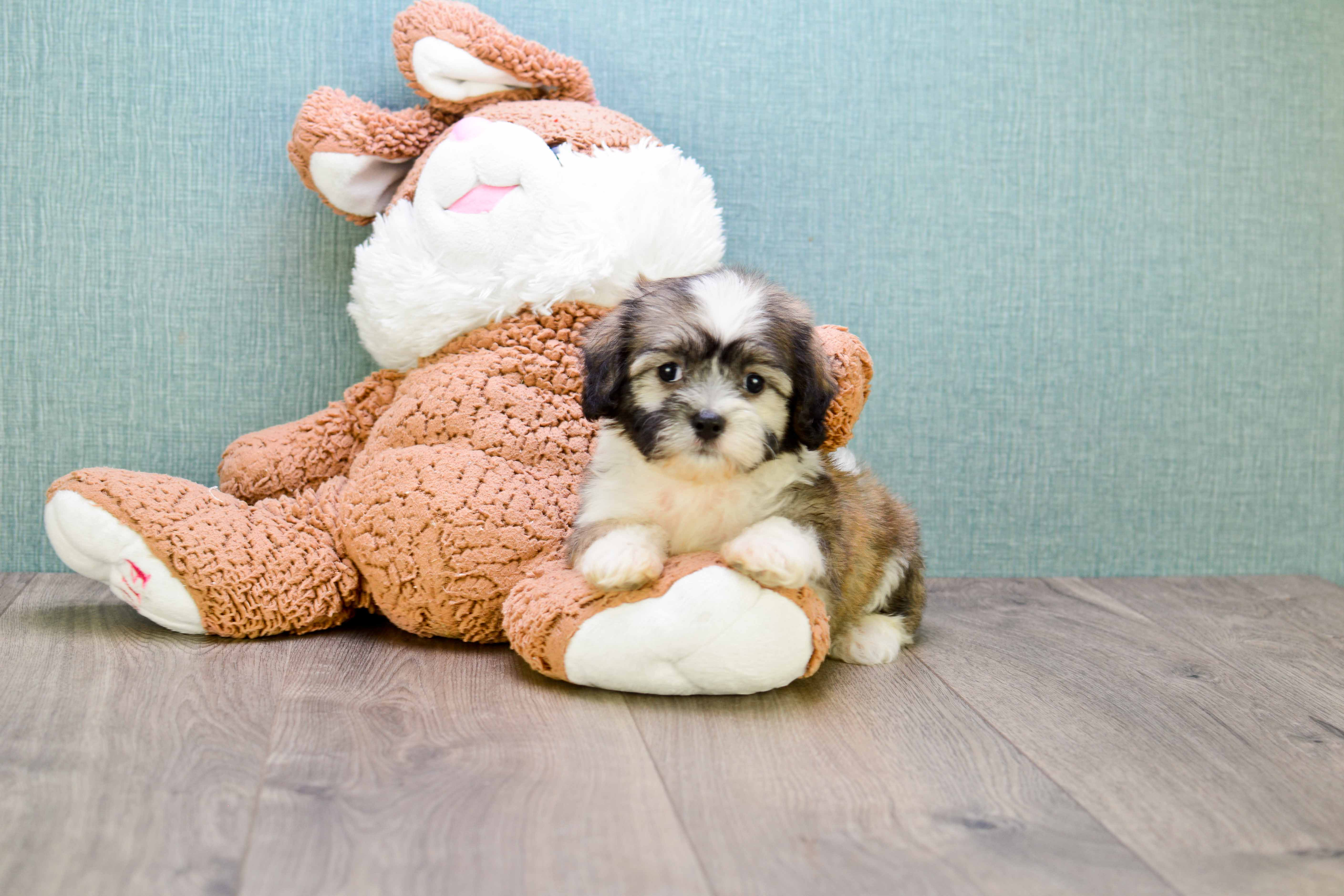 Hypoallergenic Shi Chon Designer Puppy