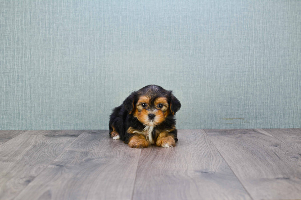 Meet Bronze - our Yorkshire Terrier Puppy Photo 