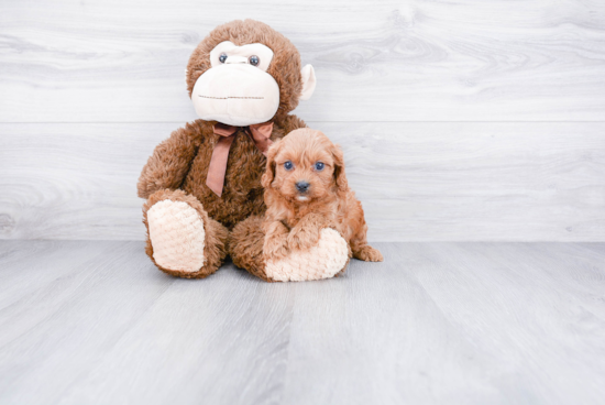 Best Cavapoo Baby