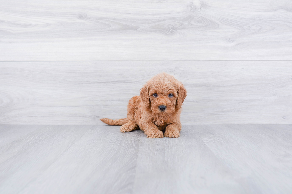 Mini Goldendoodle Pup Being Cute