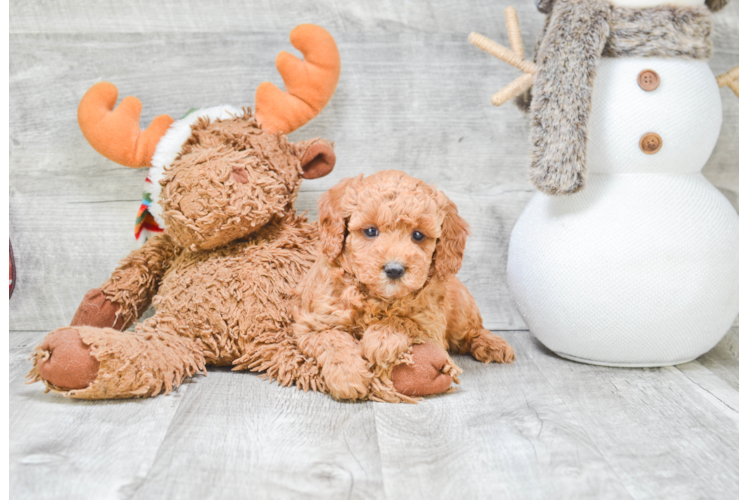 Poodle Pup Being Cute