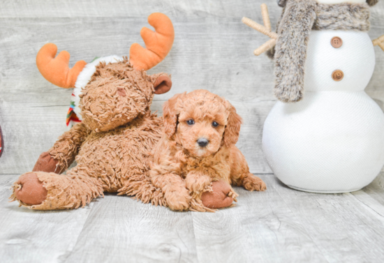 Poodle Pup Being Cute