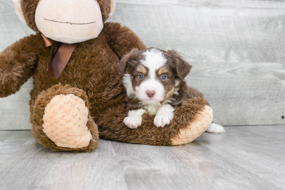 Small Mini Aussiedoodle Baby