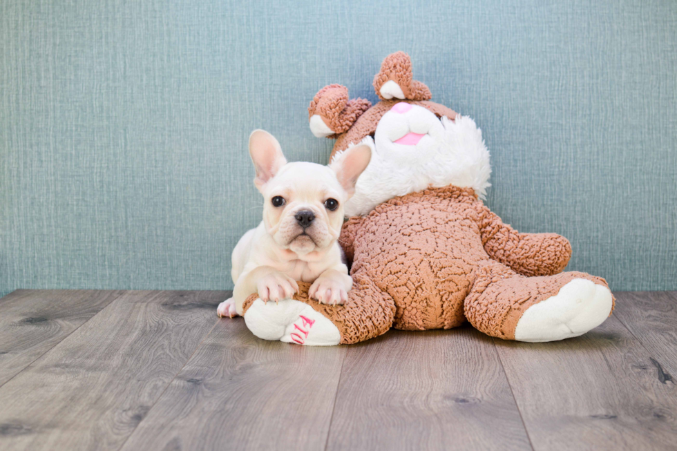 Popular French Bulldog Baby