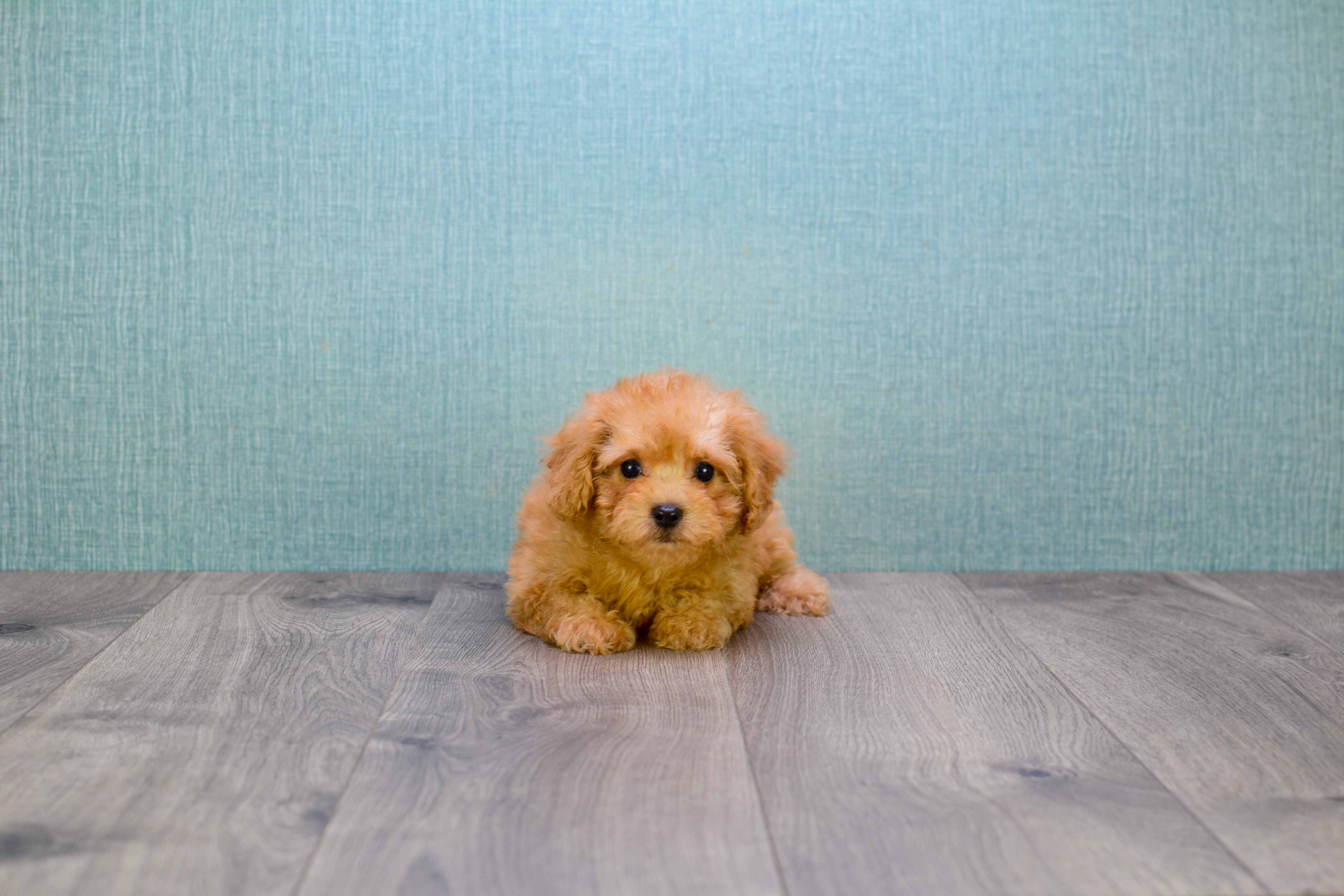 Adorable Cavoodle Poodle Mix Puppy