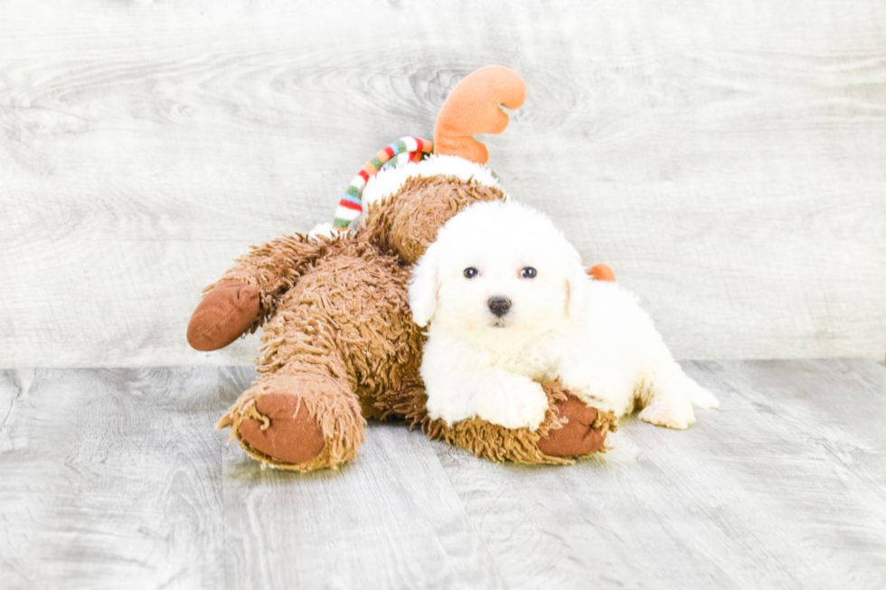 Playful Bichon Frise Baby