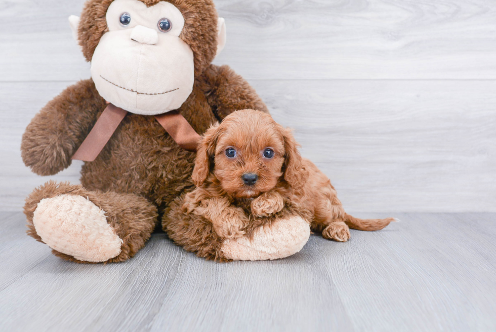 Playful Cavoodle Poodle Mix Puppy