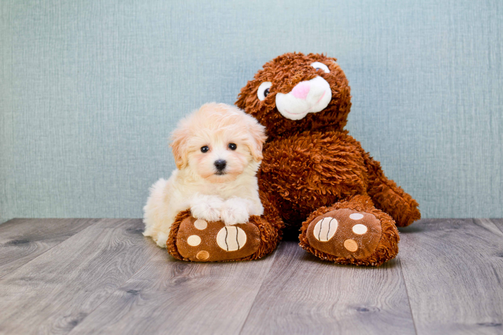 Sweet Maltipoo Baby